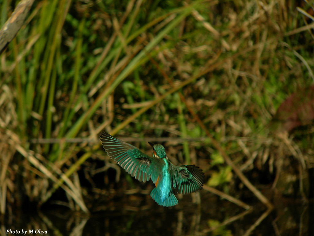 f0003418_17432328.jpg