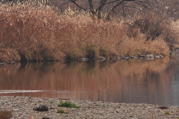 水辺の風景_d0120622_15395827.jpg