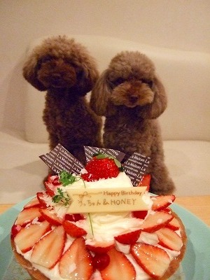 1月4日 Happy Birthday Dear Honey♪_d0023323_12203678.jpg