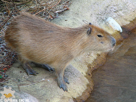 とくしま動物園のカピバラたち（前編） : カピバラモータース