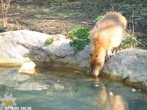 とくしま動物園のカピバラたち（前編） : カピバラモータース