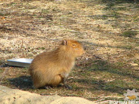 カピバラページ ☆カレンダー カピバラ【レギュラーサイズ/壁掛け】 2026年 令和8年 暦