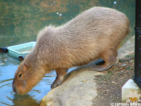 とくしま動物園のカピバラたち（前編） : カピバラモータース