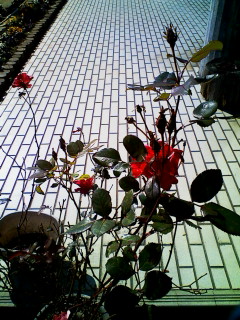 a0031338_19552585.jpg