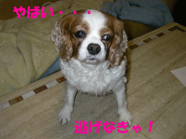 c0136838_151871.gif