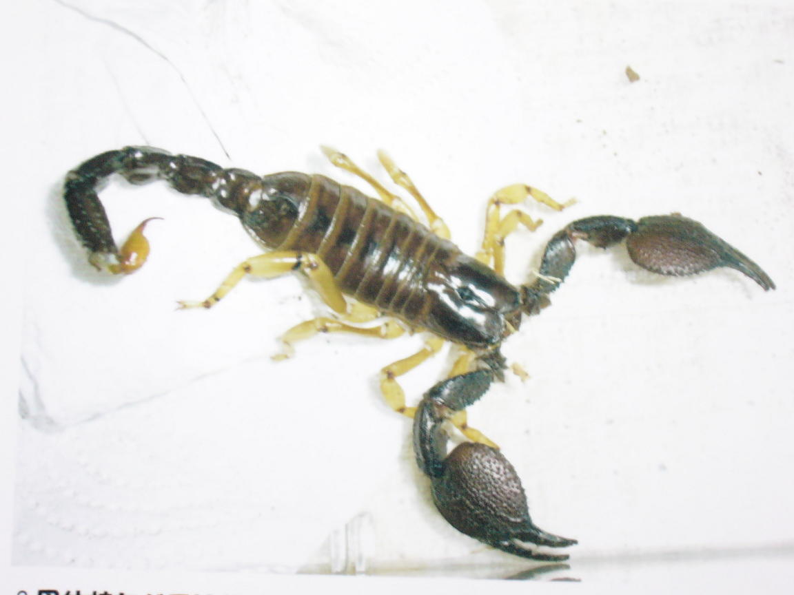 アフガンエンペラースコーピオン ぴぴんap Excite Blog アフガンエンペラースコーピオン ぴぴんap Excite Blog