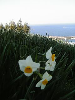 双海町の水仙の花_f0099147_15564271.jpg