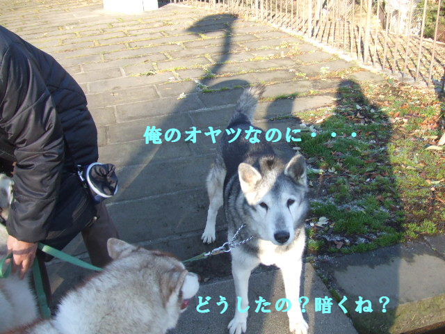 犬生いろいろ♪_e0121548_20153455.jpg