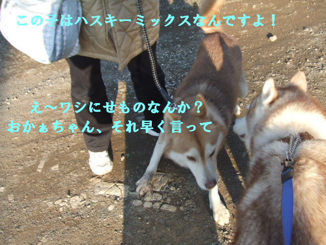 犬生いろいろ♪_e0121548_20301353.jpg