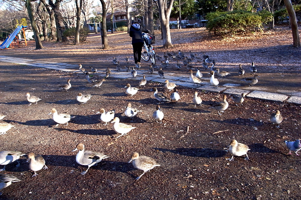 朝の公園_c0155474_10234795.jpg