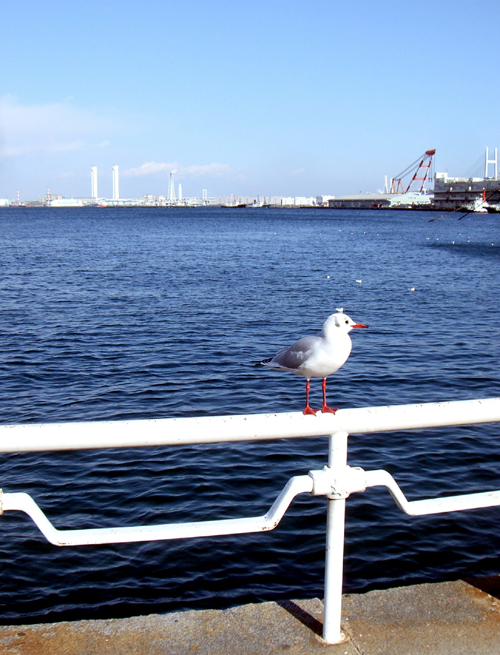 12.31 憧れの横浜で１年の締め！　がむしゃら東京旅行1_f0158482_0225548.jpg