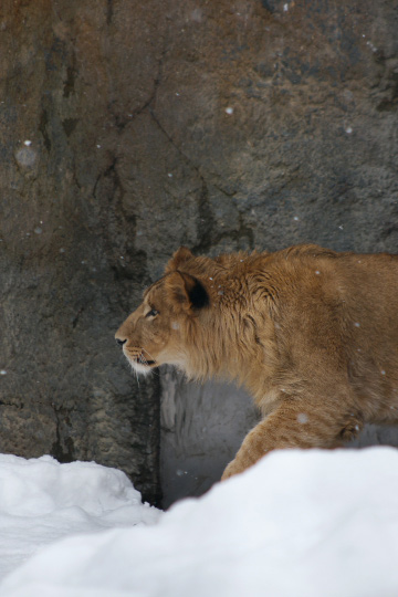 お正月、日本最北の動物園へ行く　part 1_f0003598_0254261.jpg