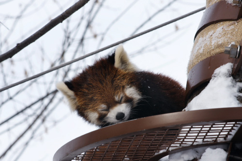 お正月、日本最北の動物園へ行く　part 1_f0003598_0262980.jpg