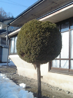 b0093110_02891.jpg
