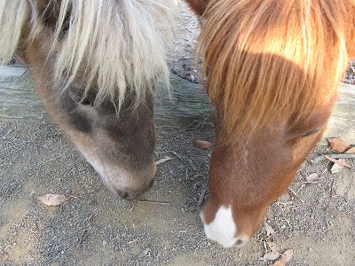 渋川動物公園　（ウマ＆ロバ）_c0132711_18323958.jpg