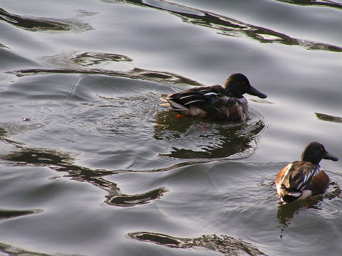 杉盛り、宝恵駕籠と昨日の鳥_a0037019_12115255.jpg