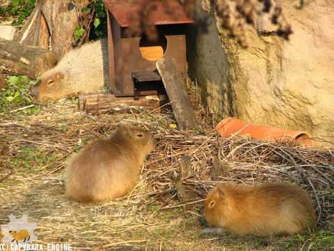 とくしま動物園のカピバラたち（後編）_f0138828_1044723.jpg