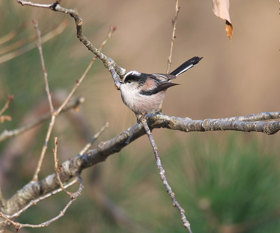 昨日出会った鳥たち_b0112163_224576.jpg