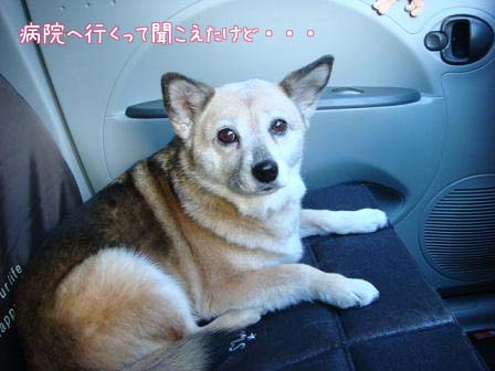心配で病院へ_f0064906_1730456.jpg