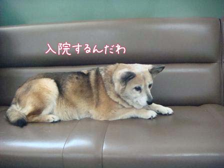 心配で病院へ_f0064906_17445139.jpg