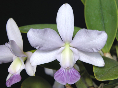 C. walkeriana fma.coerulea 'Dona Wilma' : カトレア栽培日記