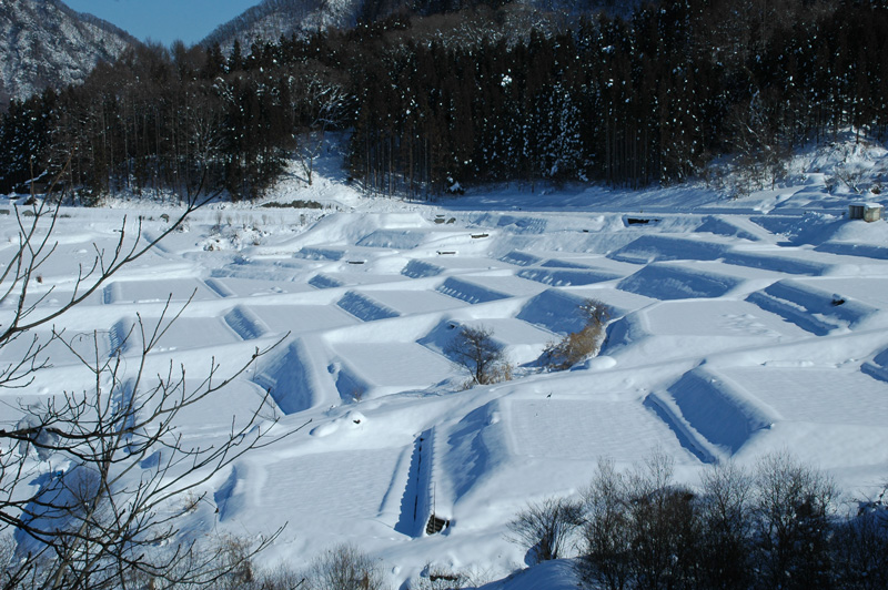 棚田風景_e0099737_24913.jpg