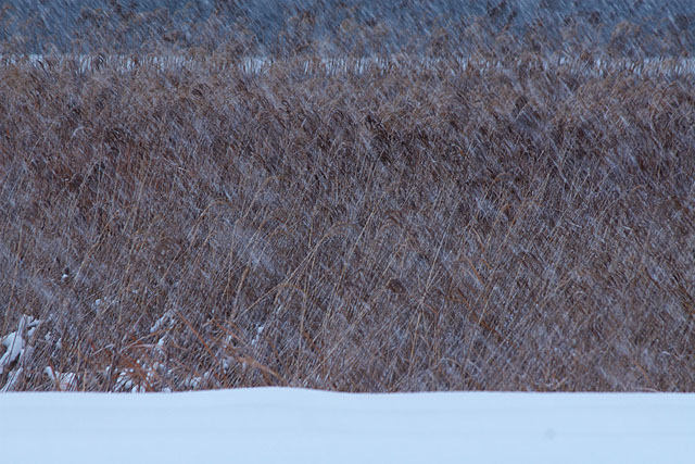 雪が降る_c0067040_21563441.jpg