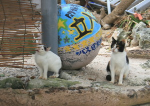 海辺で産まれた子猫_d0098941_19182954.jpg