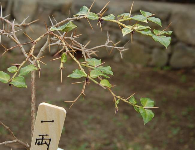 一両_b0017645_22493145.jpg