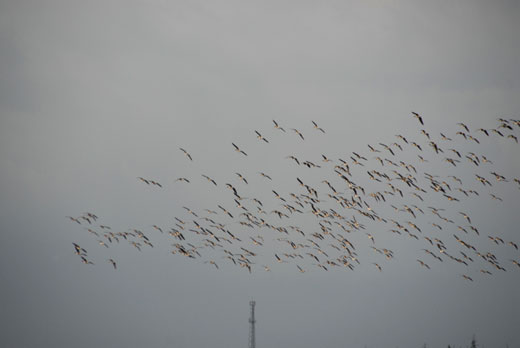 白鳥の里(Ⅲ)_c0093046_656497.jpg