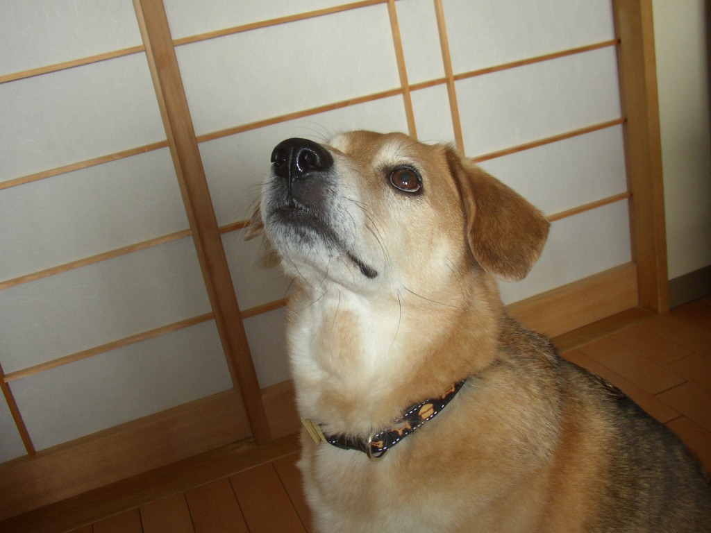 f0066862_035442.jpg