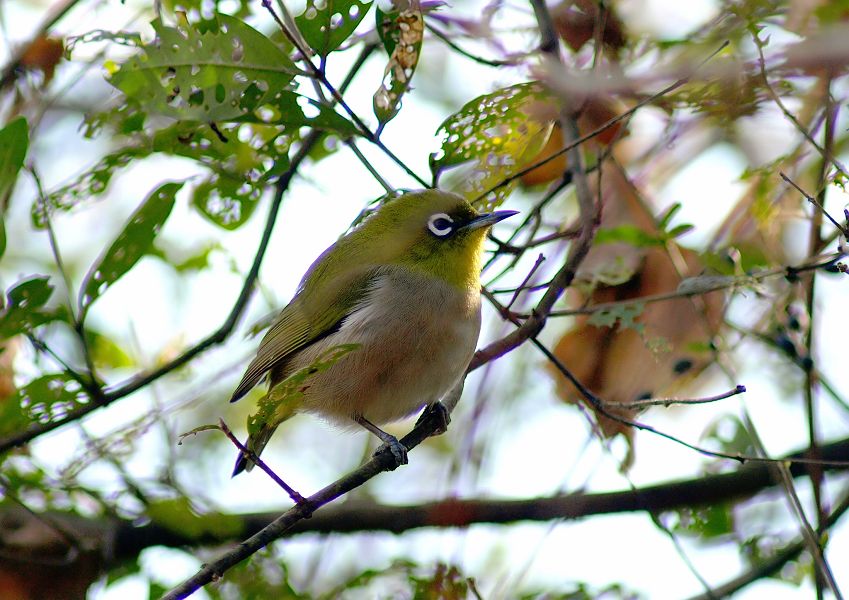 新春は鳥撮三昧　Ｃ_a0073778_22145535.jpg