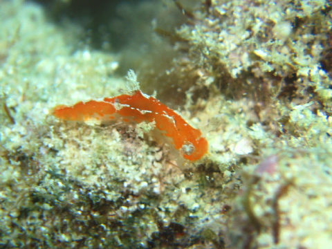f0080385_20076.jpg