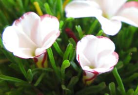 オキザリス_f0129726_21411552.jpg