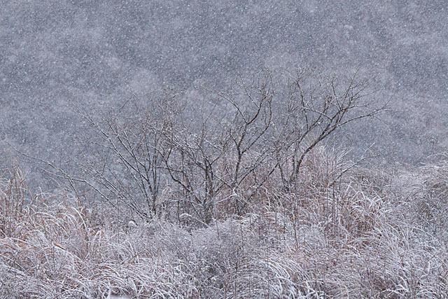 雪が降る　＃２_c0067040_2145561.jpg