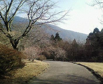 大湧谷自然遊歩道_e0001663_181360.jpg