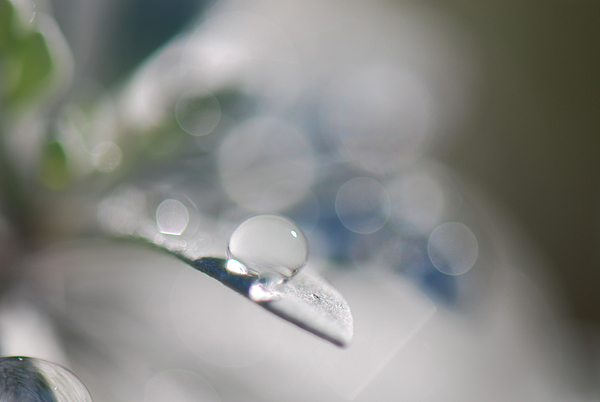 a dewdrop_d0070386_8381510.jpg