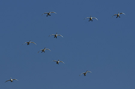 島根鳥の旅1・リベンジ_d0133295_20435455.jpg