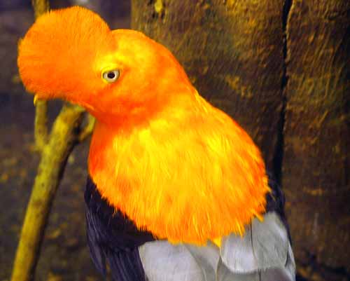 アンデスイワドリ 上野動物園にて シニアデジカメギャラリー アンデスイワドリ 上野動物園にて シニアデジカメギャラリー