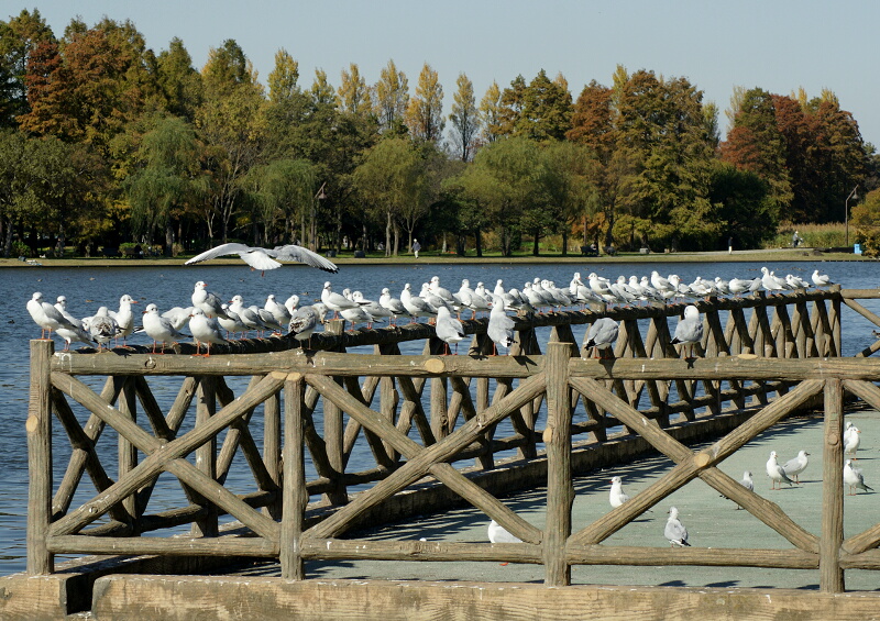 みさと公園のユリカモメ_d0137627_21412863.jpg