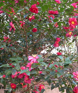 散歩_e0109554_13201221.jpg