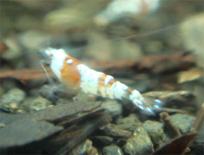 d0096356_10555280.jpg