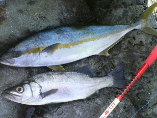 a0090760_17305471.jpg
