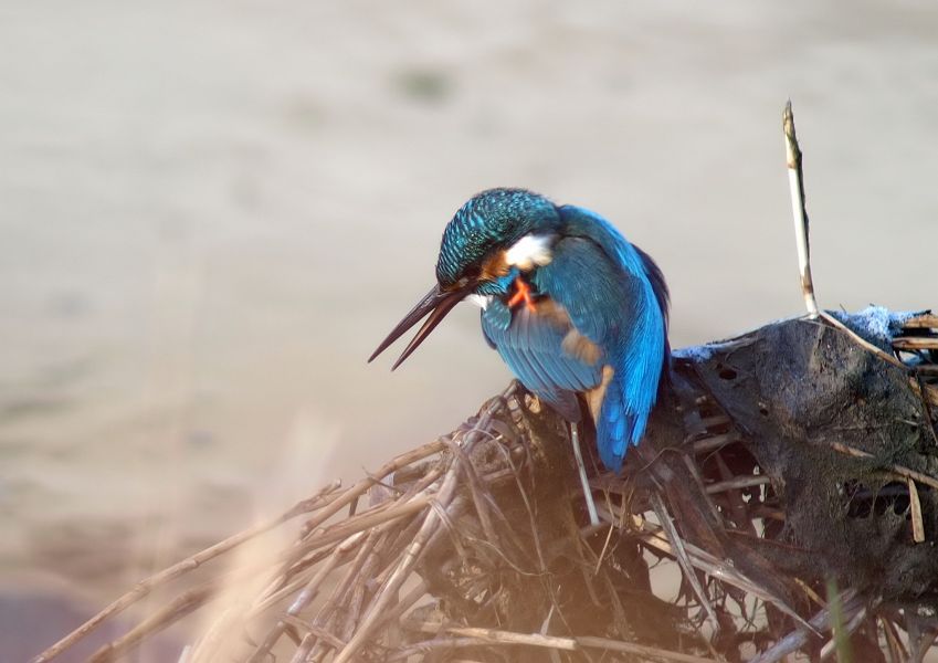 新春は鳥撮三昧　　Ｄ　天野川でカワセミに出会う。_a0073778_19039.jpg