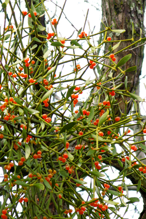 c0158511_1735433.jpg