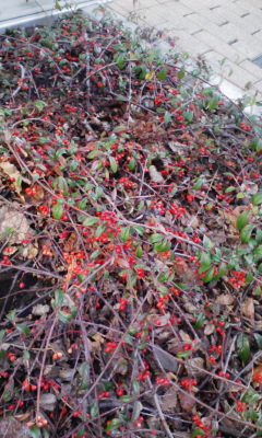 地面に低く伸びる枝と赤い実 コトネアスター Kotokoto花日記