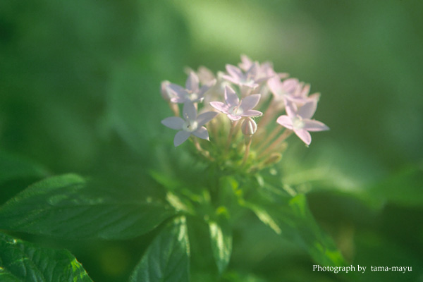 Pentas_d0036630_10563951.jpg