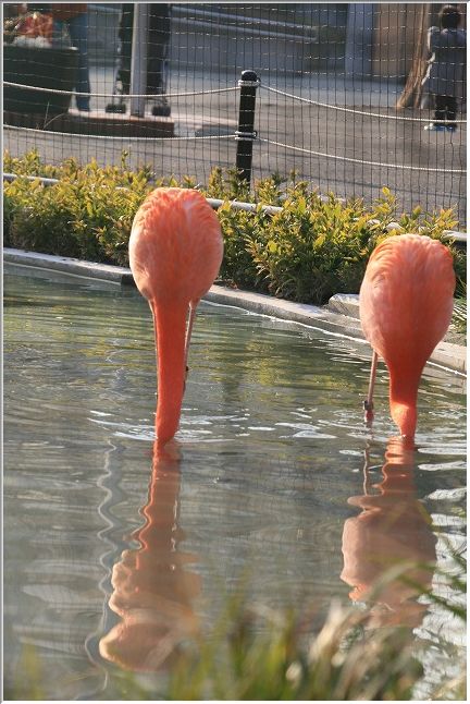 上野動物園のフラミンゴ_e0052135_17495575.jpg