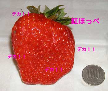 c0036949_11462077.jpg