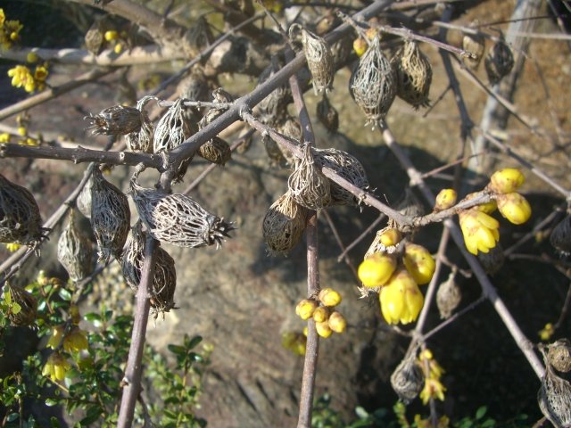 f0137275_527184.jpg